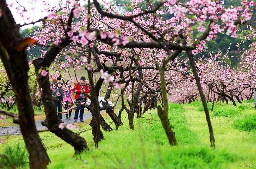 超1000万!温州一地雪灾损失惨重